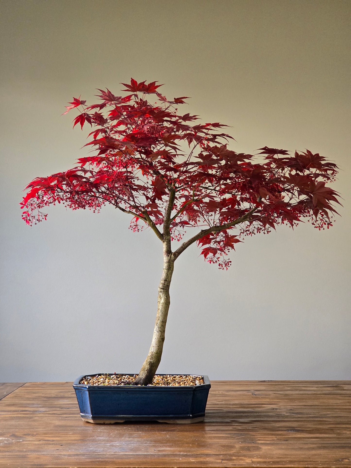 Large Bloodgood Japanese Maple (PICKUP ONLY)