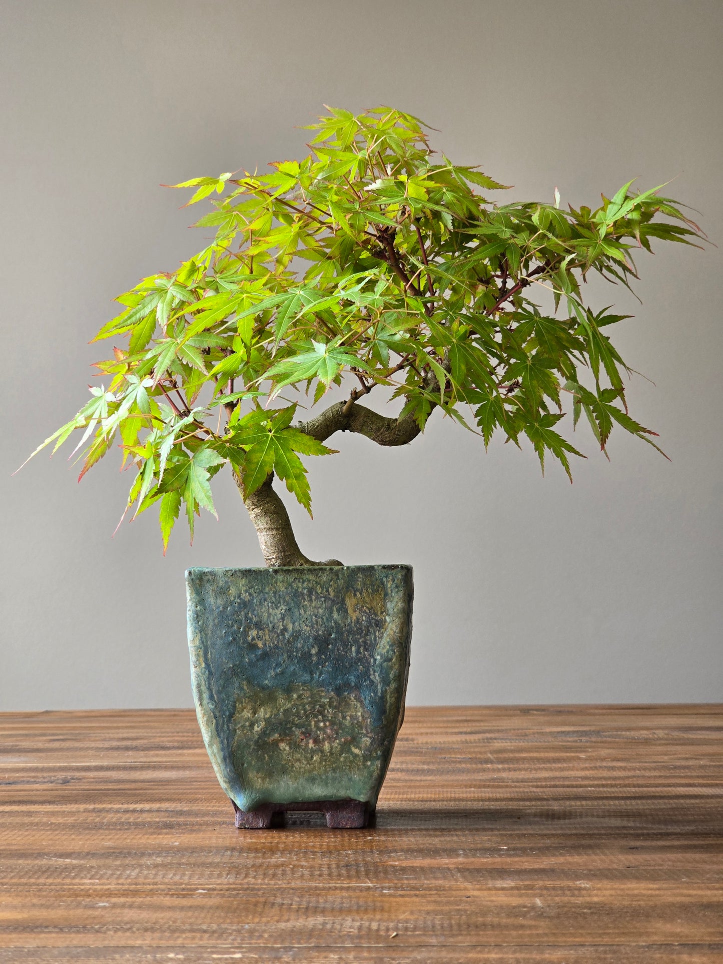 Semi Cascade Coral Bark Japanese Maple with handmade pot