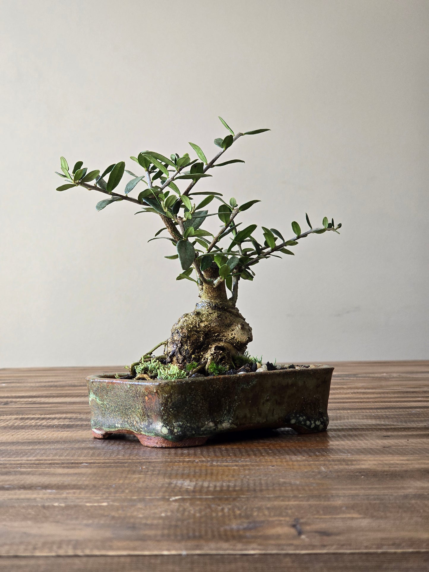 Olive Bonsai in Handmade Pot