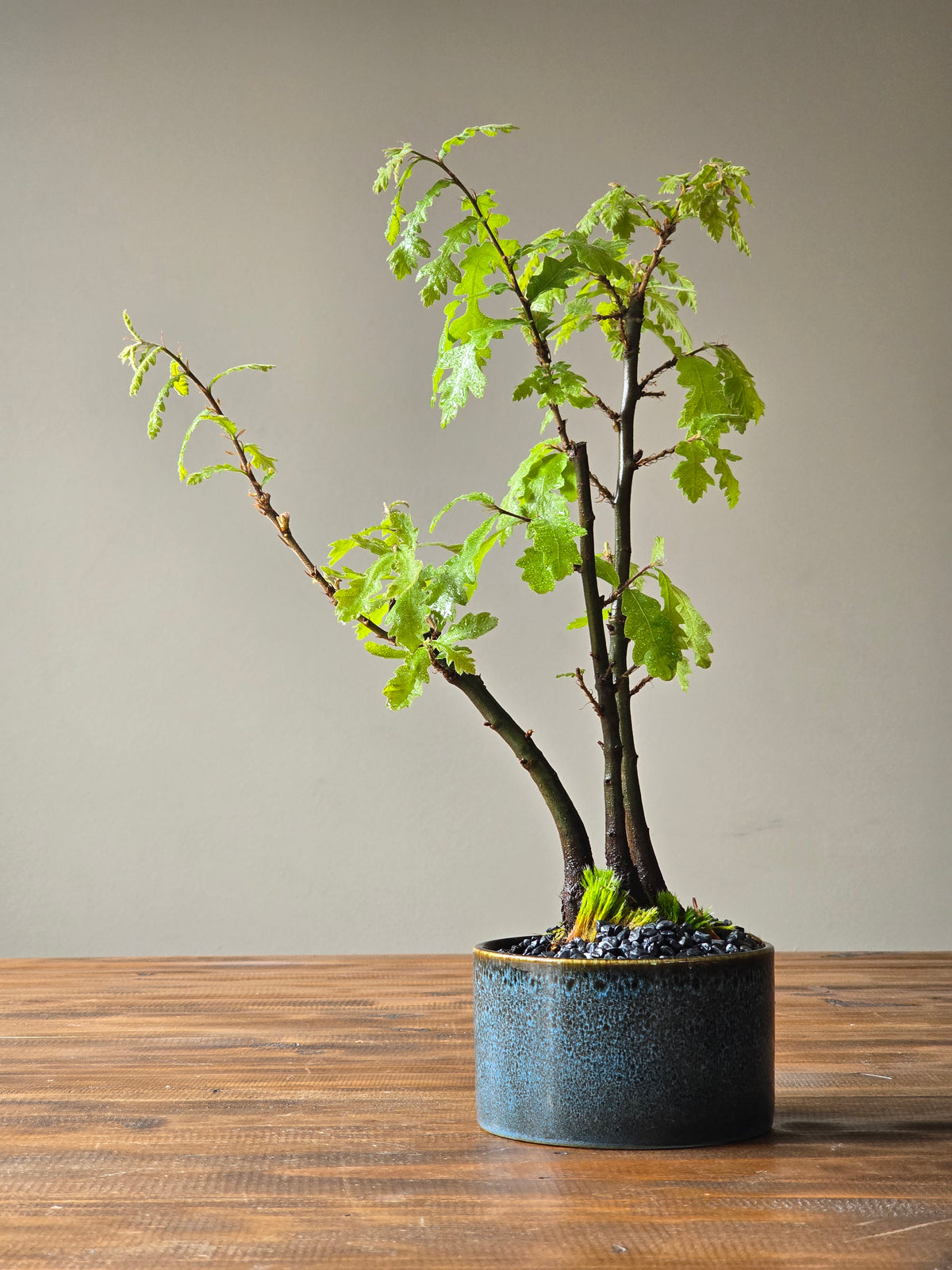 English Oak Bonsai