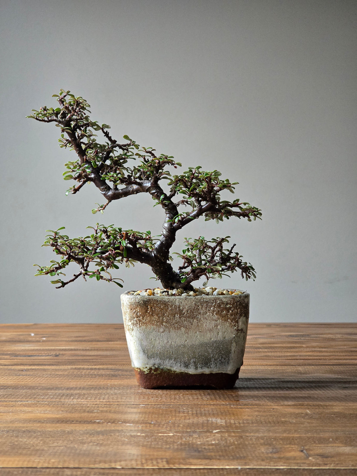 Cotoneaster Bonsai with handmade pot