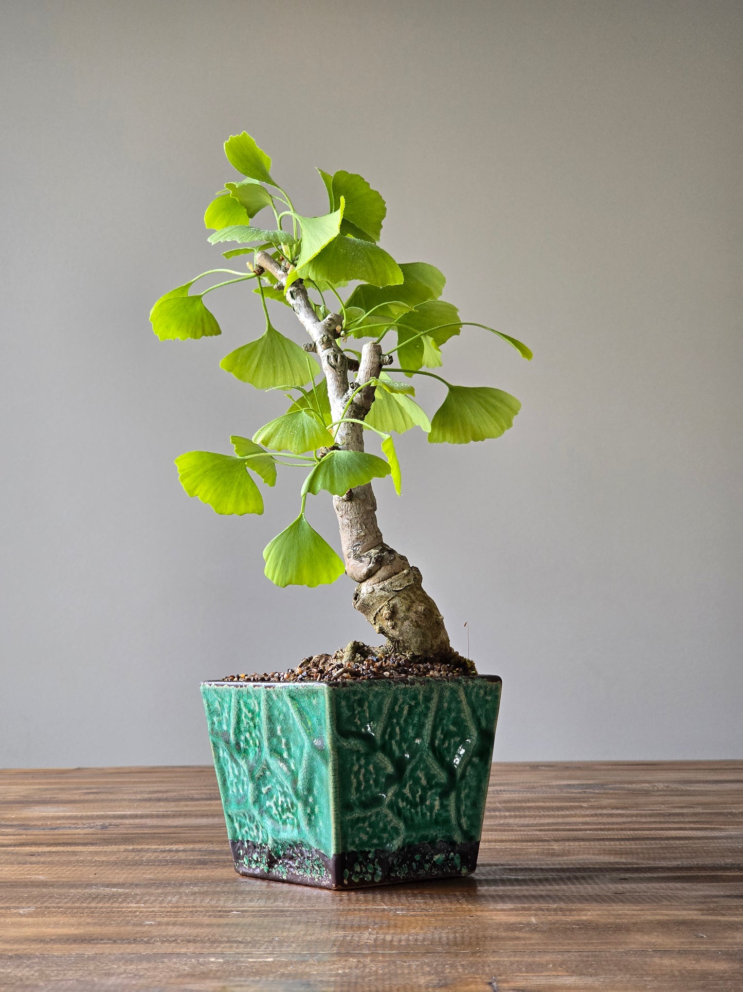 Gingko Biloba Autumn Gold