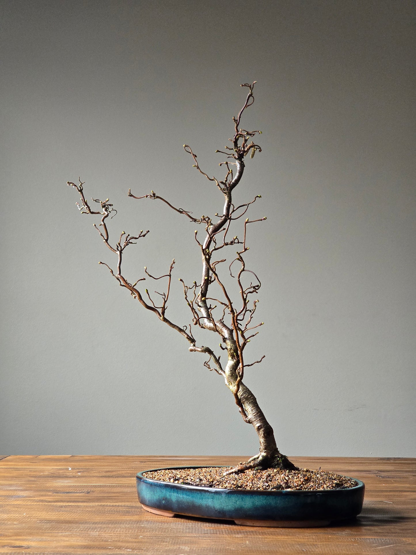 Corkscrew Hazels Bonsai