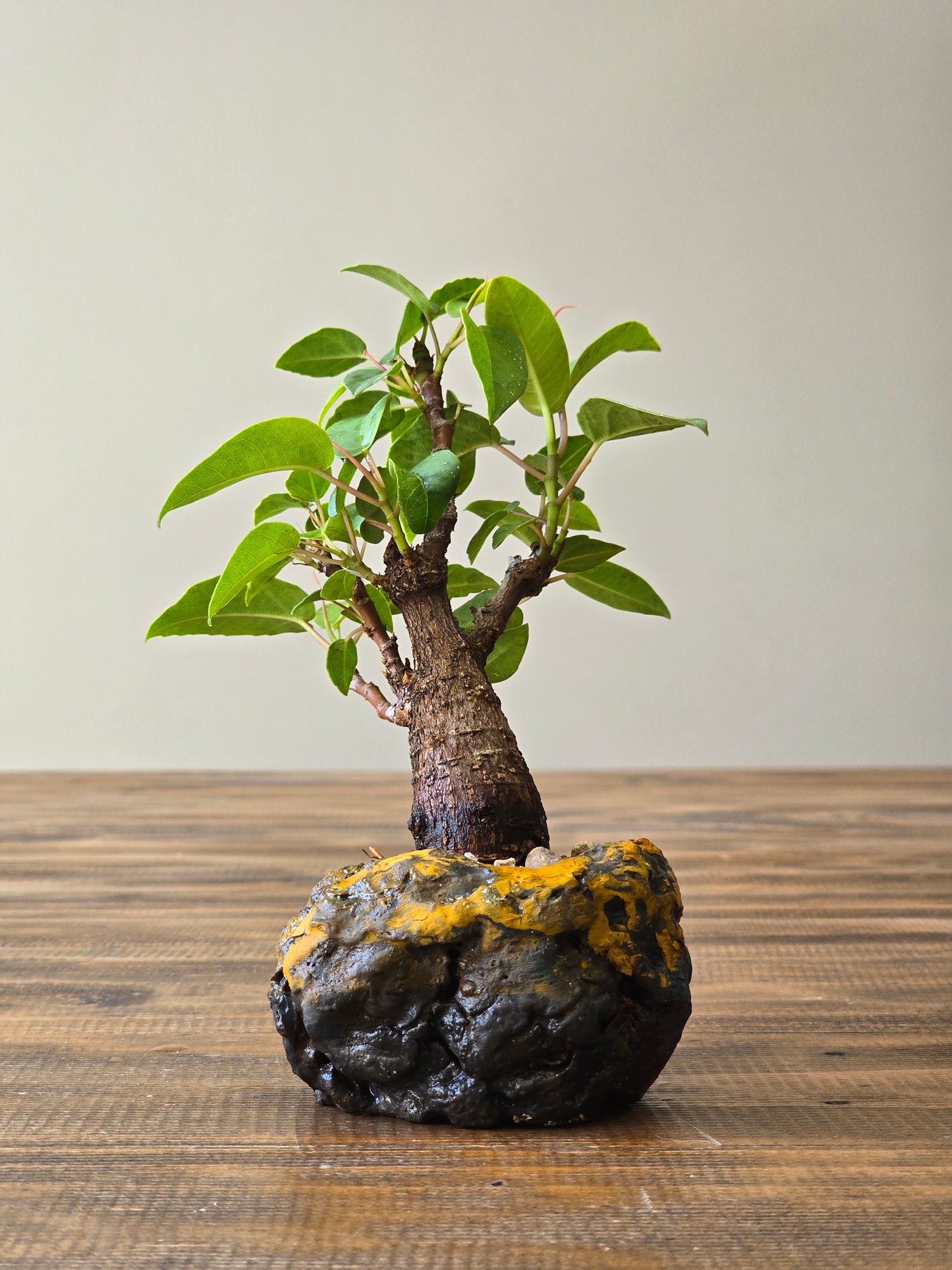 Mame Ficus Rubiginosa (Port Jackson Fig) Bonsai in handmade pot