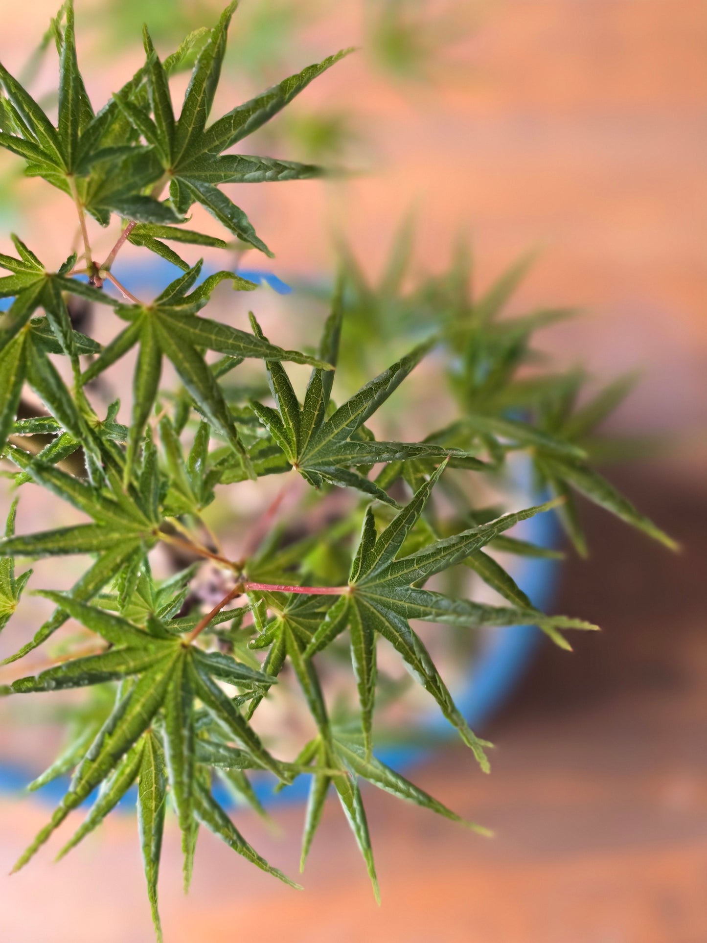 ‘Okushimo’ – Japanese Maple Bonsai