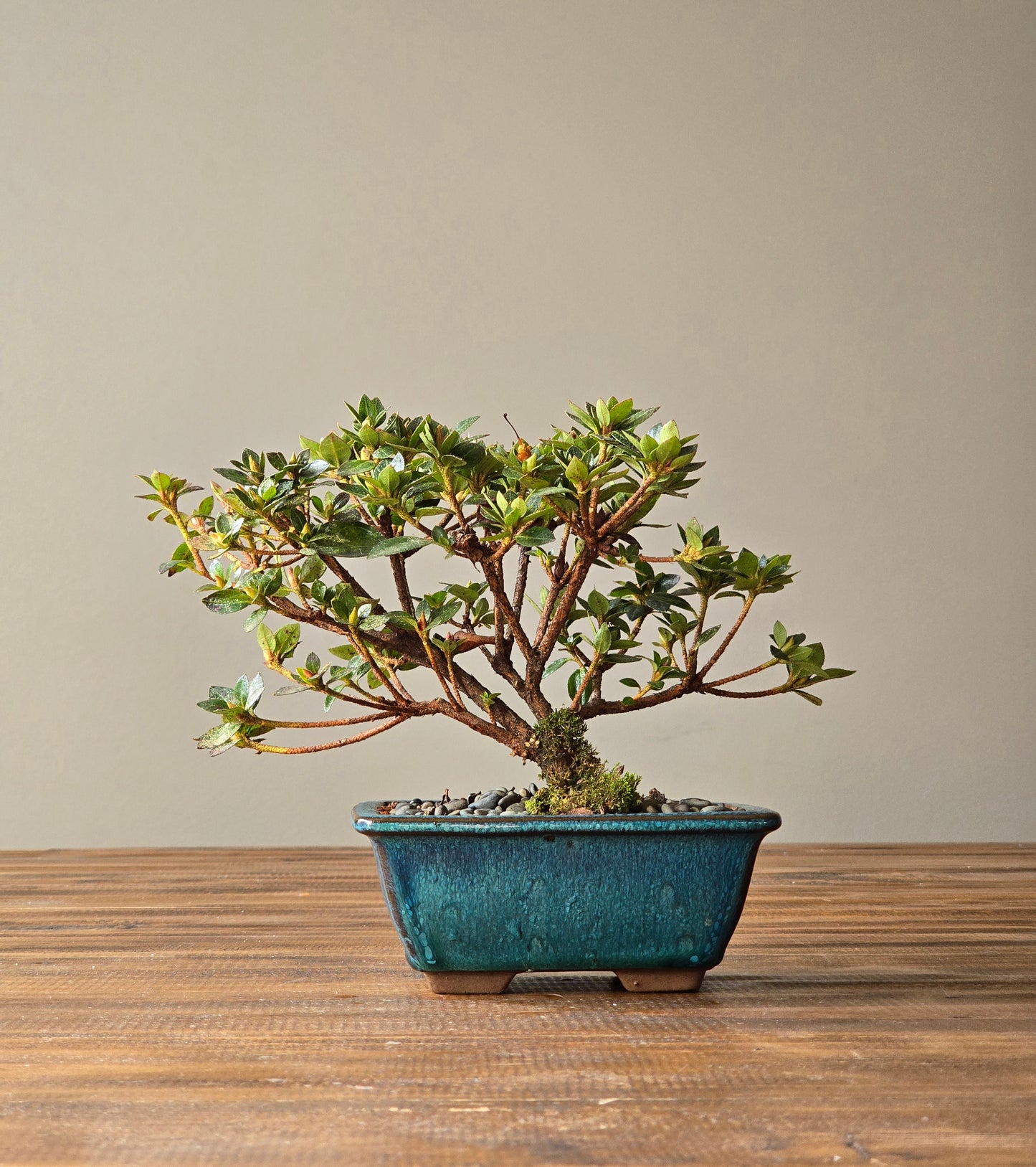 Kurume Azalea Bonsai