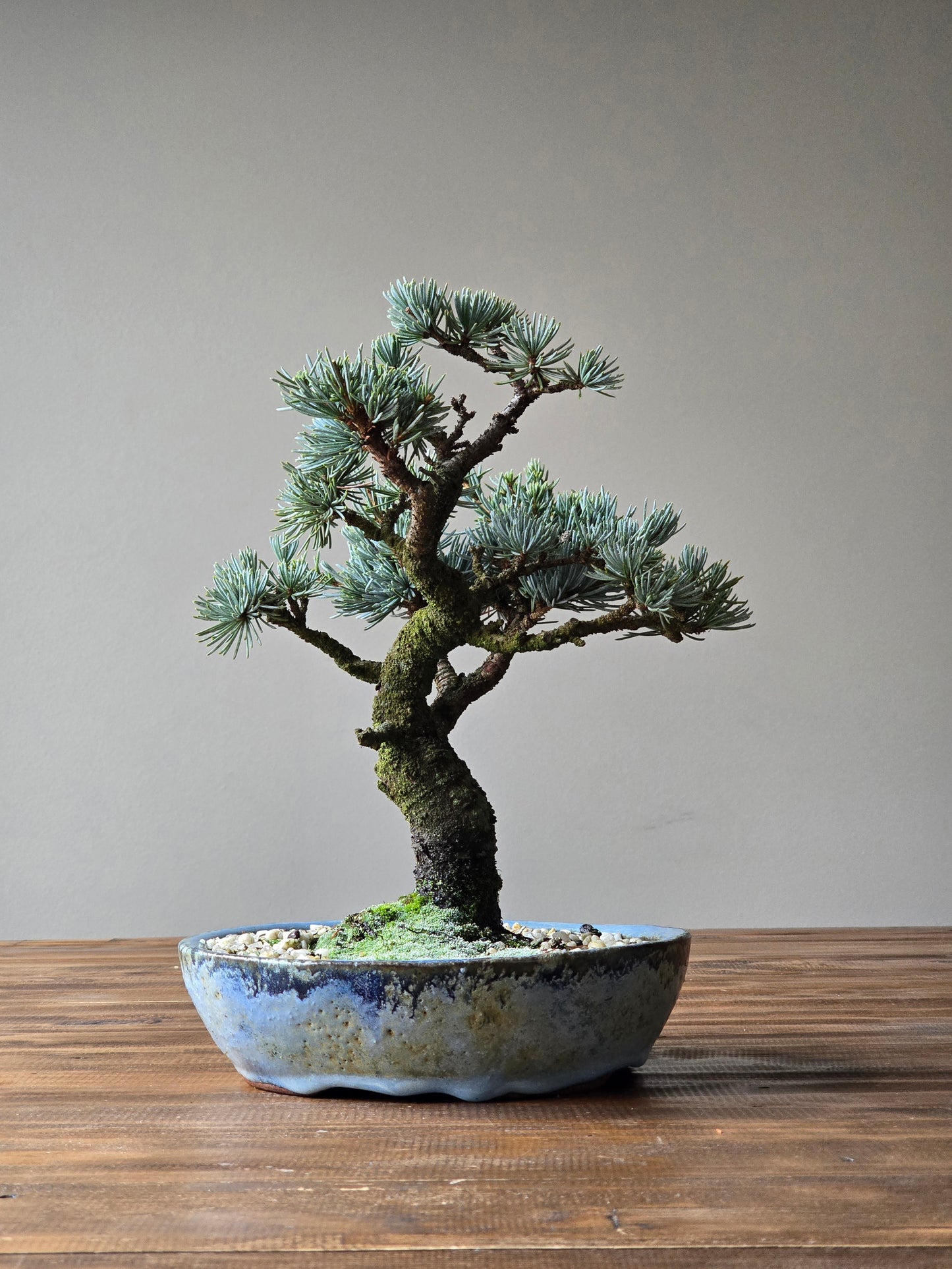 Atlantic Blue Cedar Bonsai
