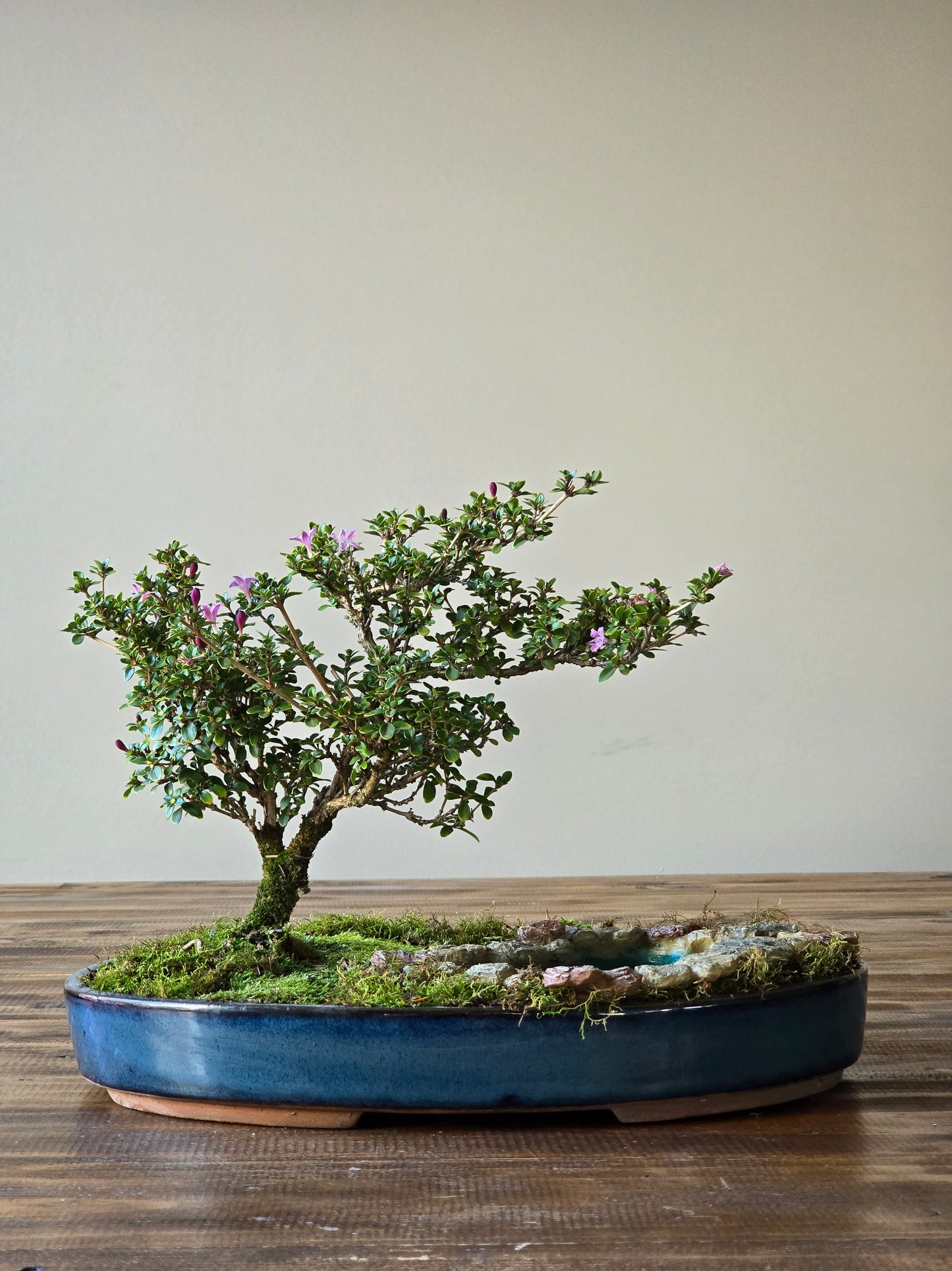 Serissa Bonsai with koi pond