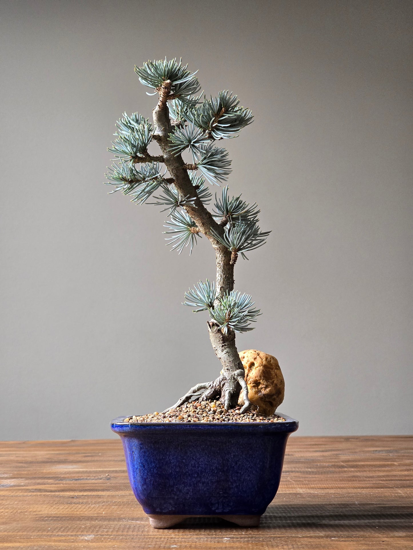 Atlantic Blue Cedar Bonsai
