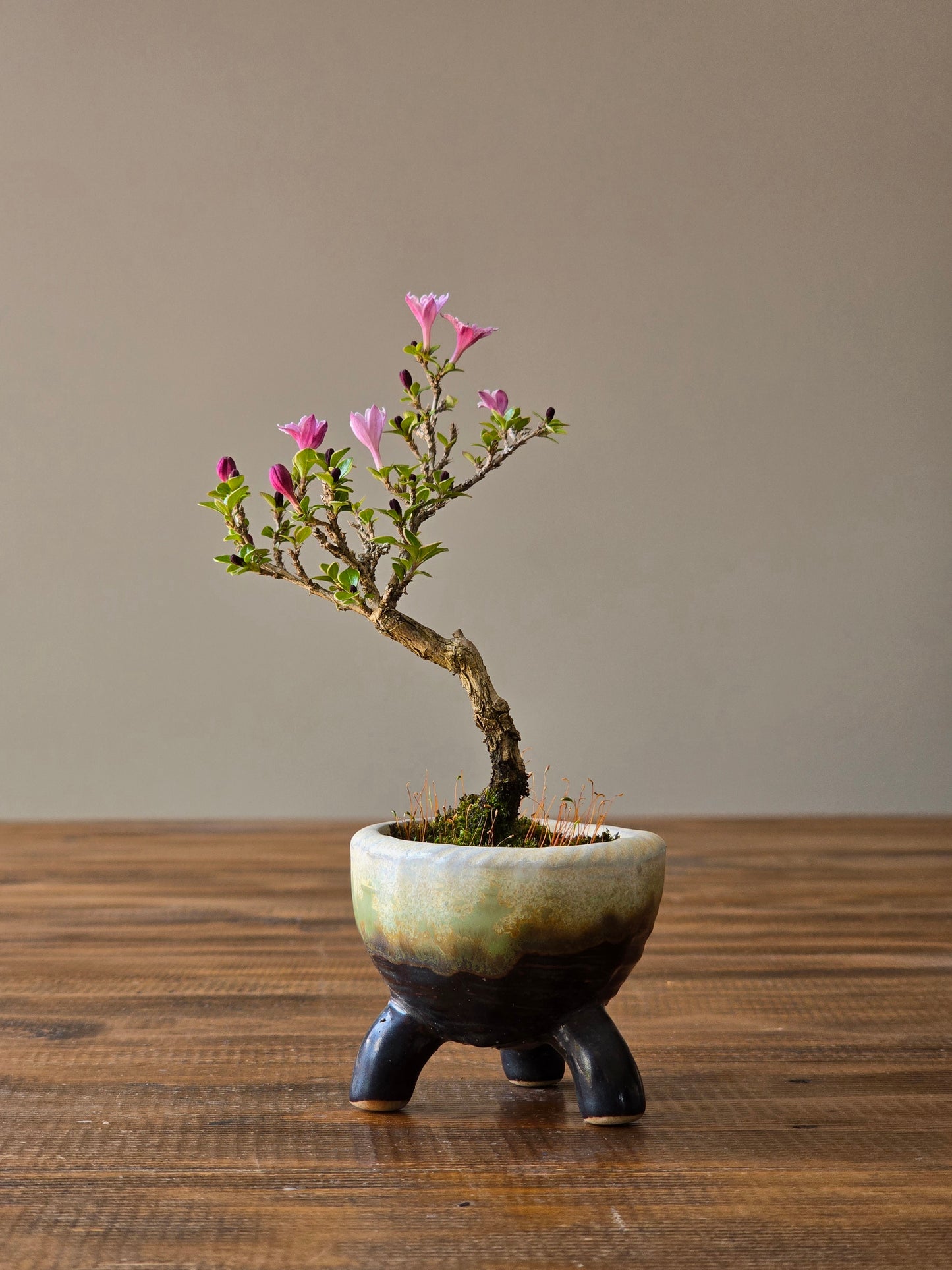 Mame Serissa Bonsai