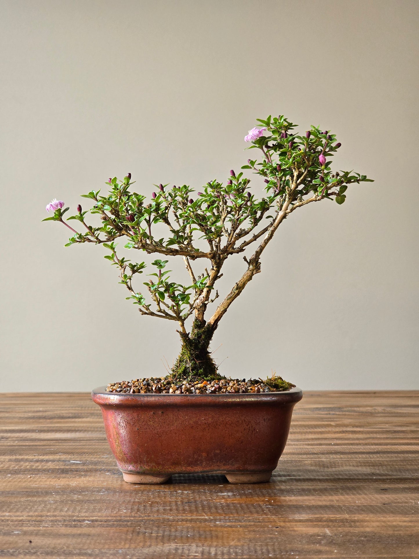 Serissa Bonsai
