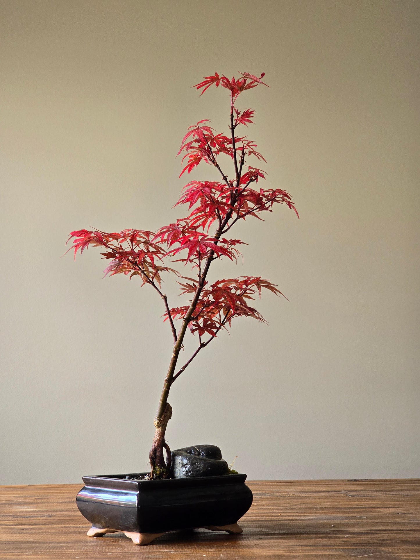 Skeeter's Broom Japanese Maple Bonsai