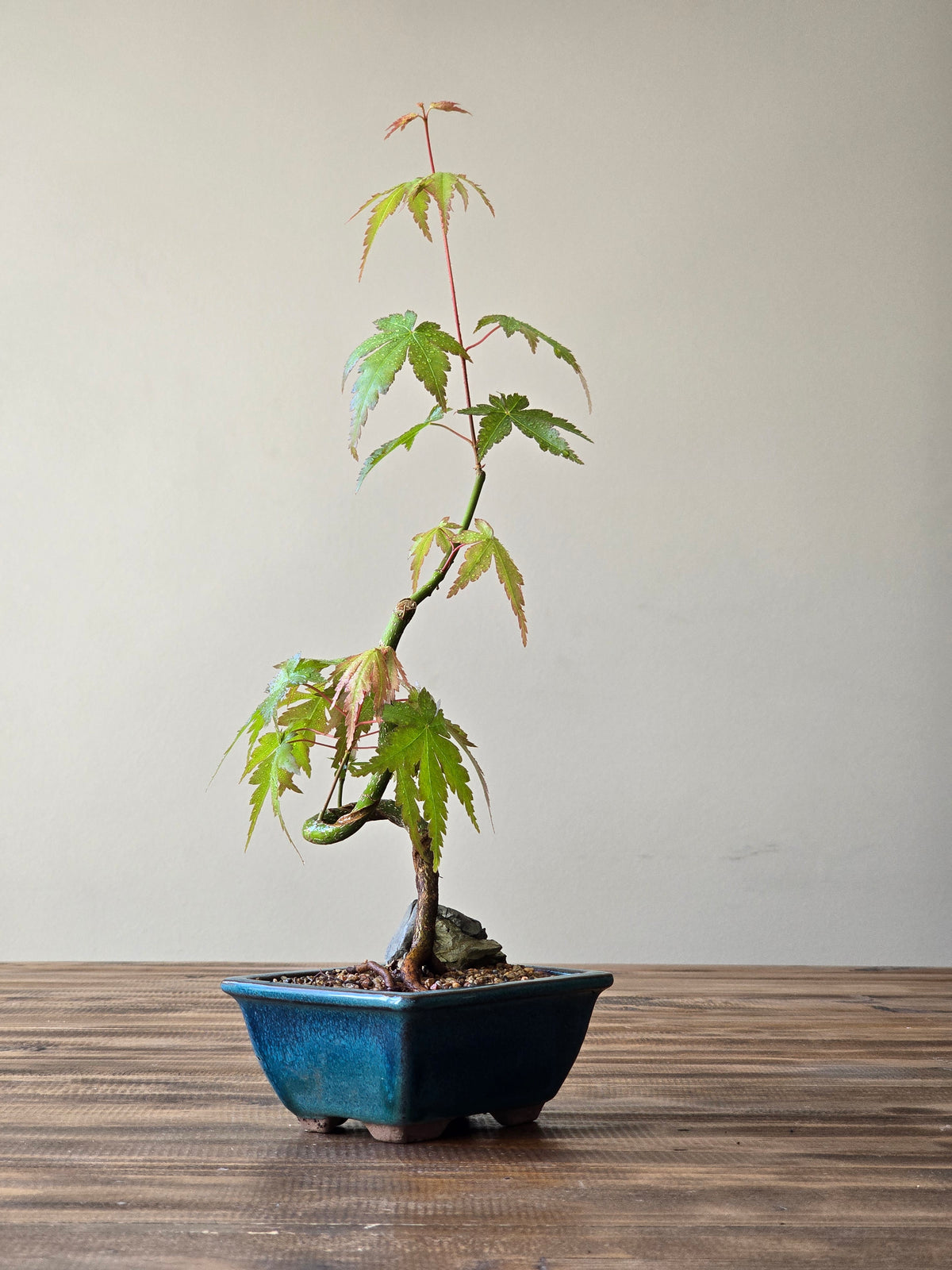 Japanese Maple Bonsai Starter