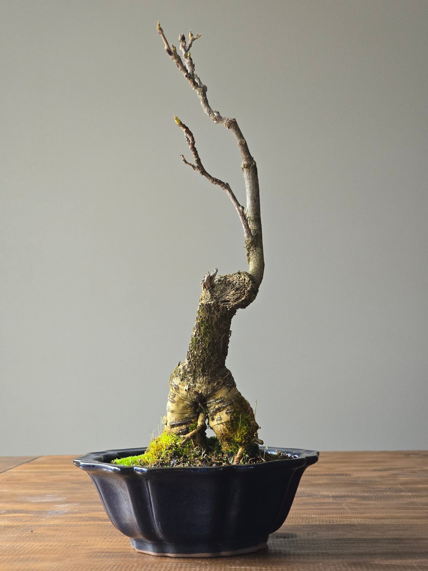 Japanese Wisteria - Violacea Plena ( Lay-by Available)