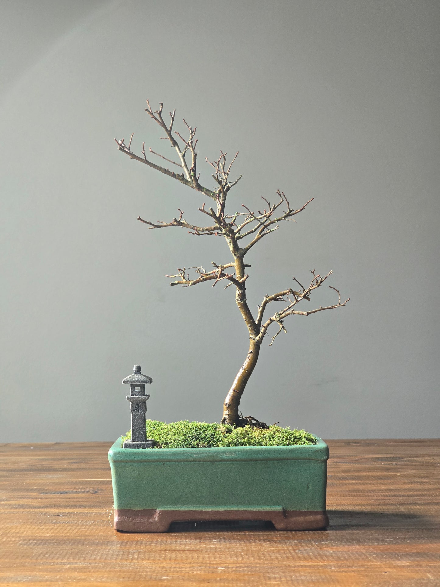 Chinese Elm Bonsai with handmade Japanese Lantern