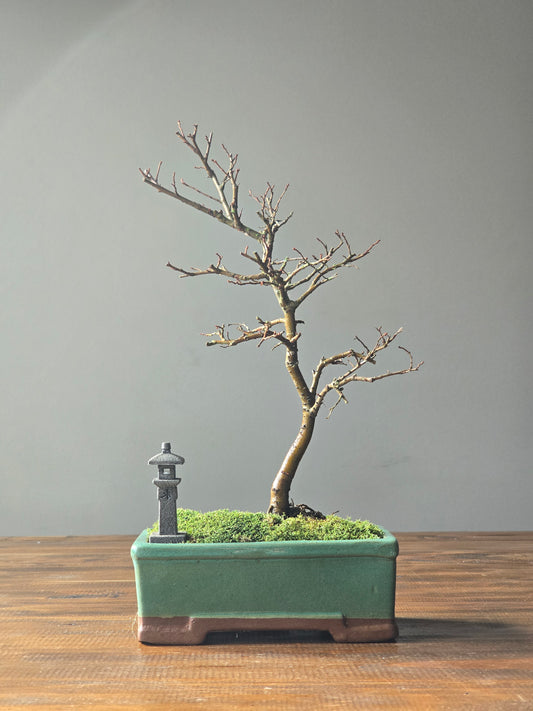 Chinese Elm Bonsai with handmade Japanese Lantern