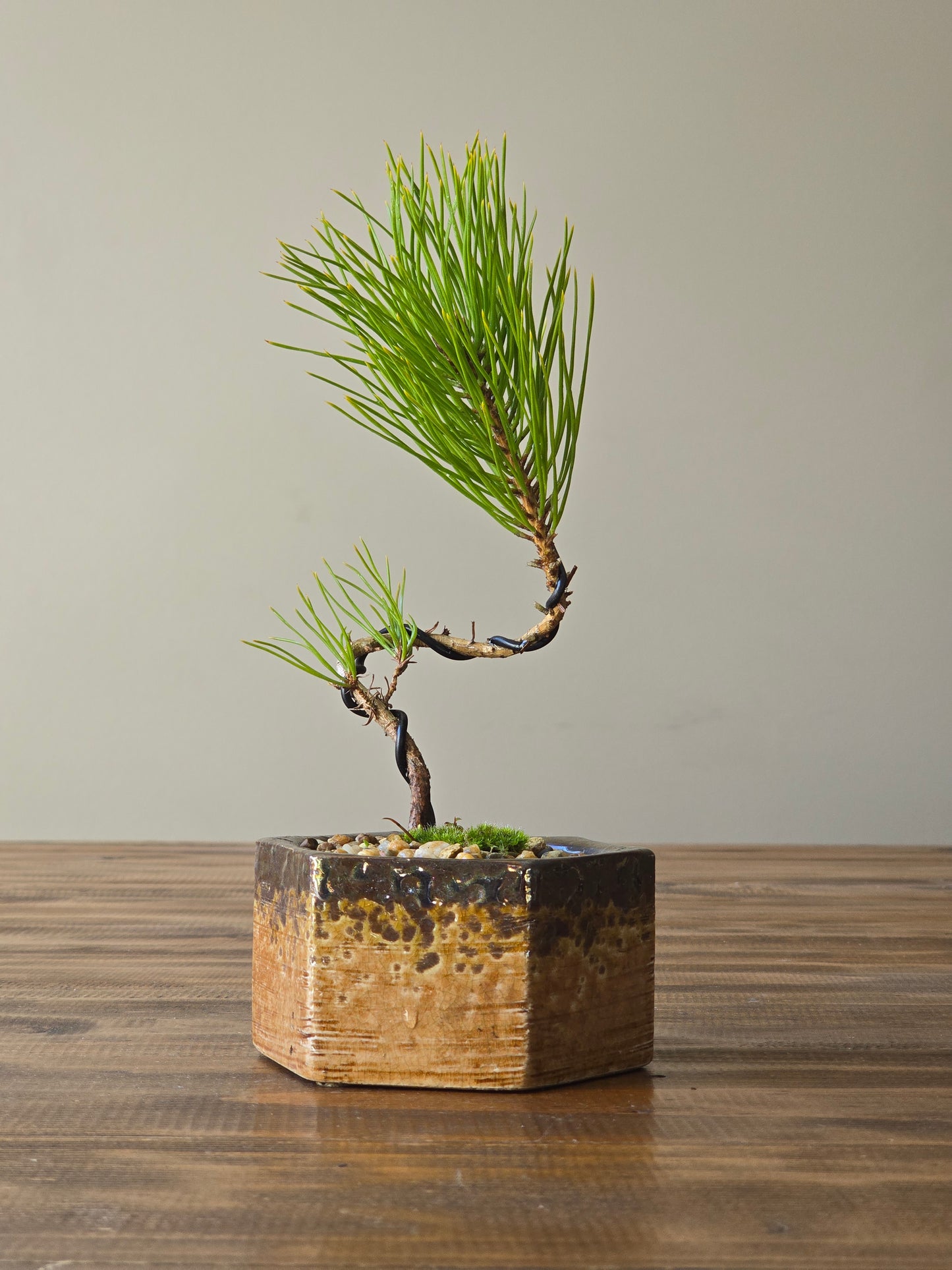 Japanese Black Pine Bonsai Starter