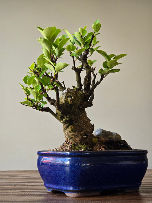 Advanced Tiger Bark Ficus (Rare)