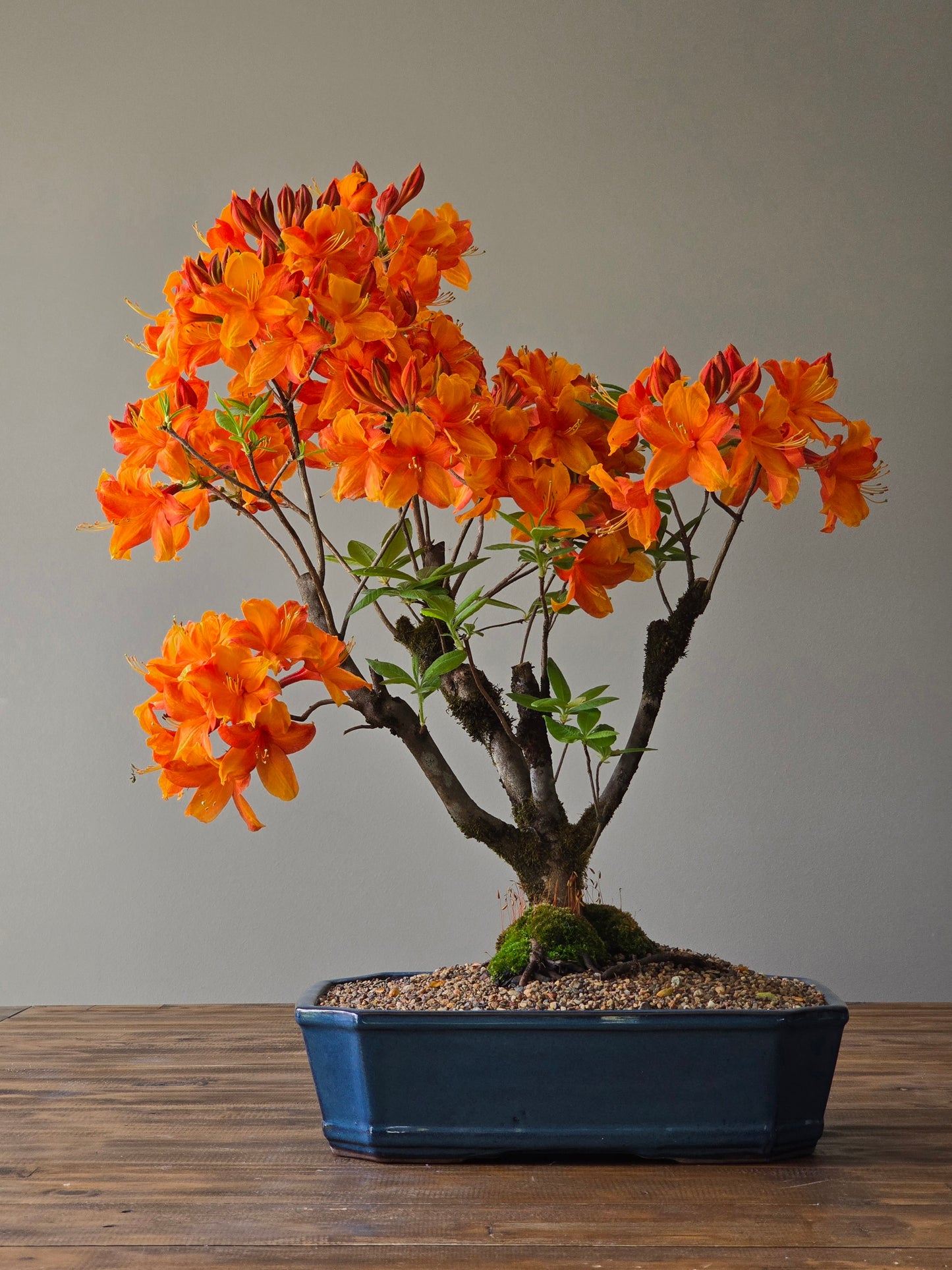 Large Azalea "GoldenEagle" (Pickup Only)