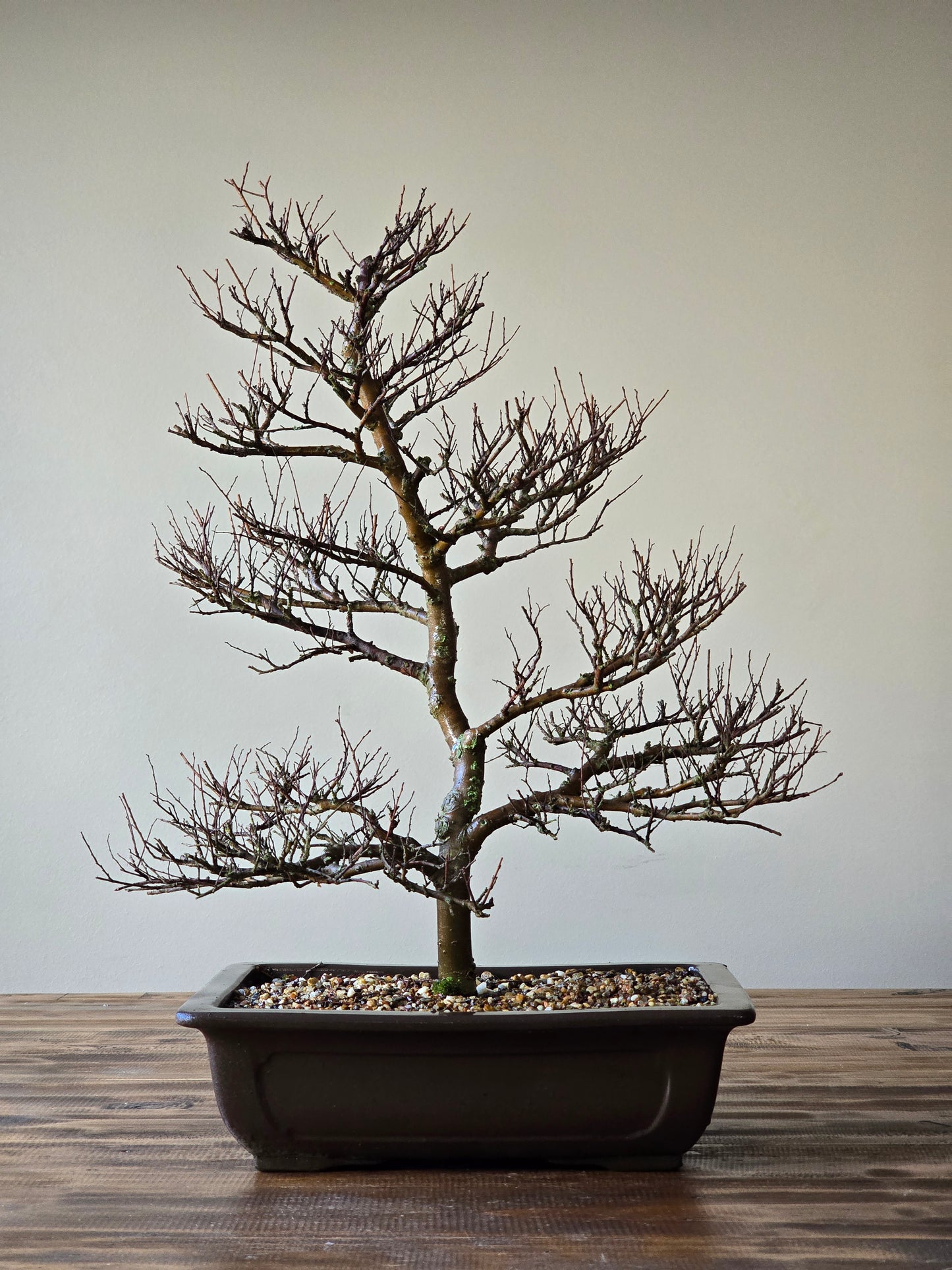 Large Chinese Elm Bonsai