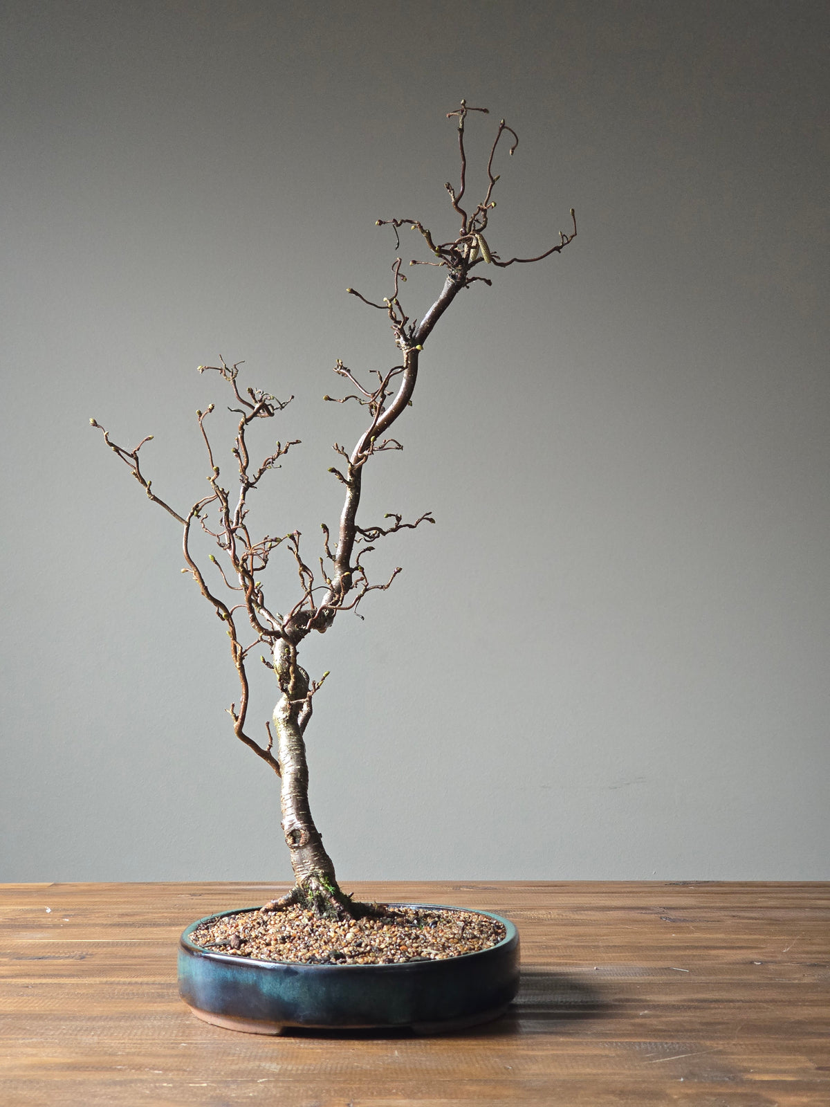Corkscrew Hazels Bonsai