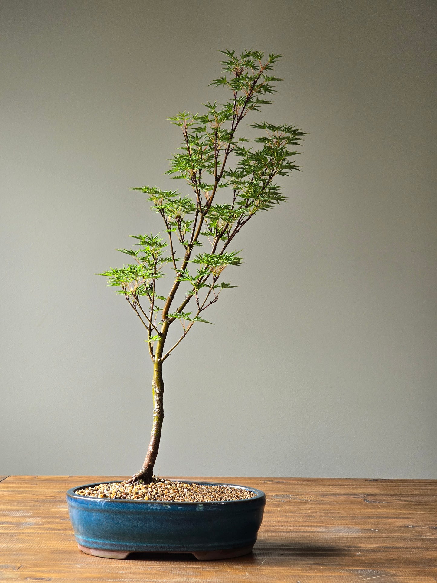 ‘Okushimo’ – Japanese Maple Bonsai