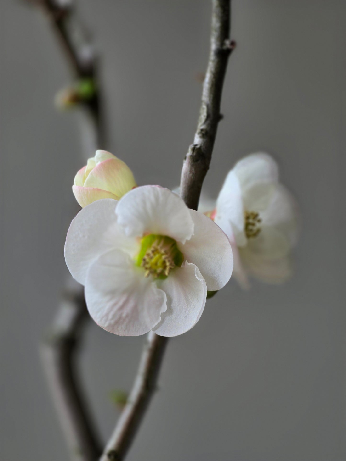Quince Bonsai