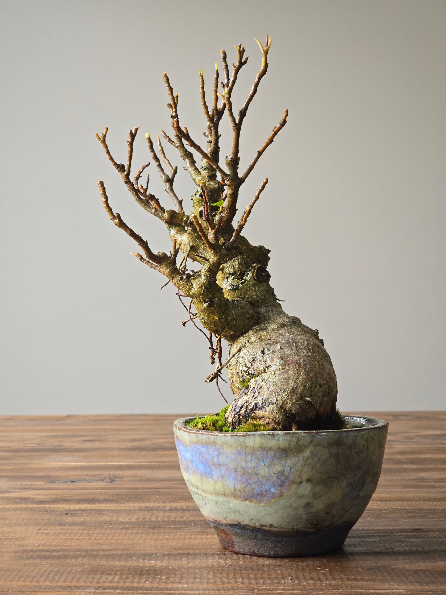 Advanced Ficus Rubiginosa (Port Jackson Fig) Bonsai in handmade pot