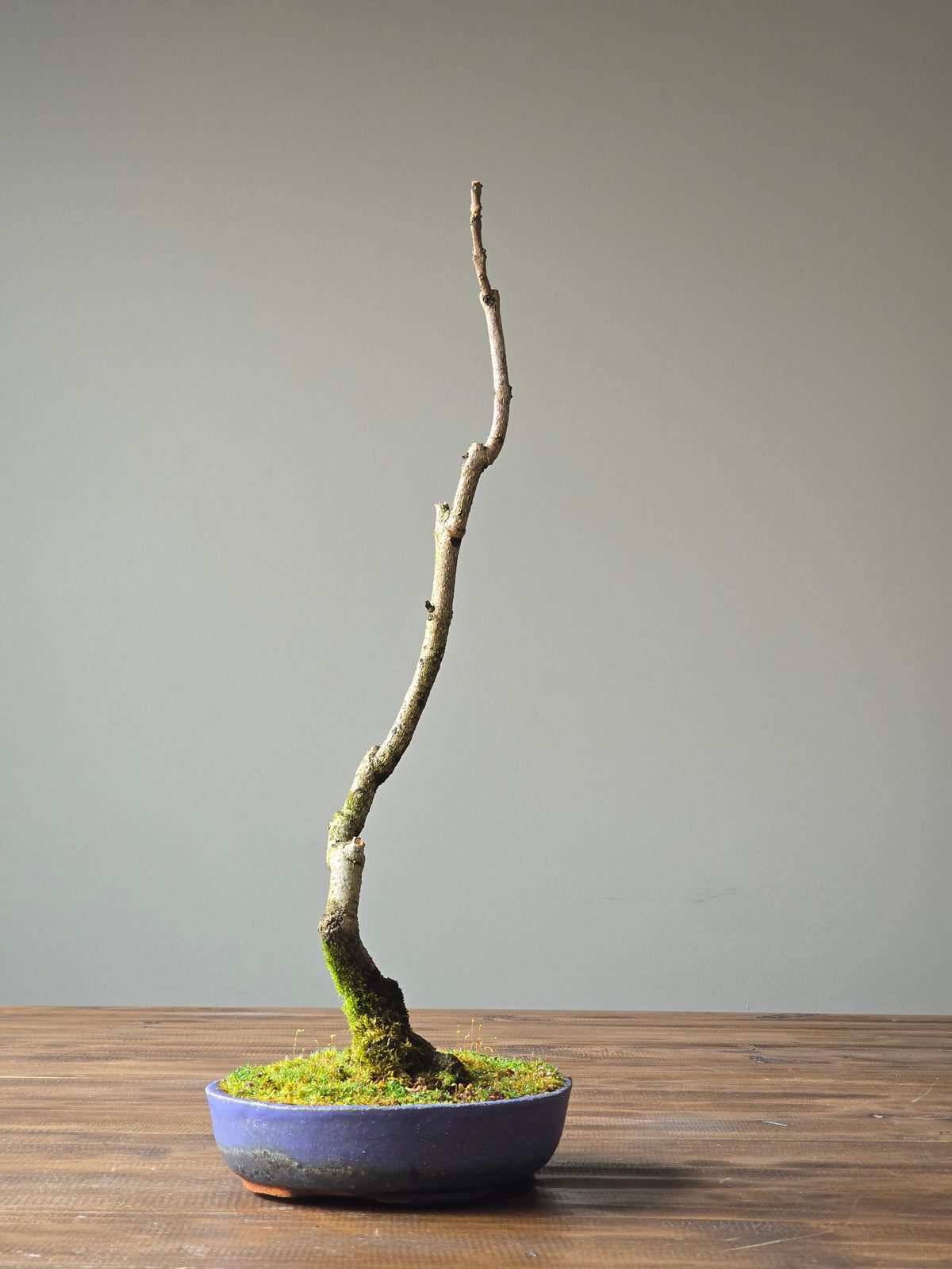 Jacaranda Bonsai with handmade pot