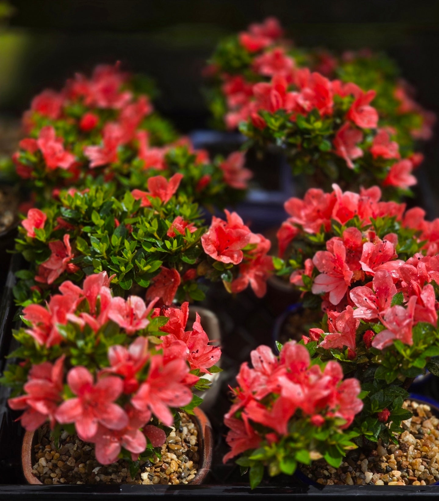 Kurume Azalea Bonsai