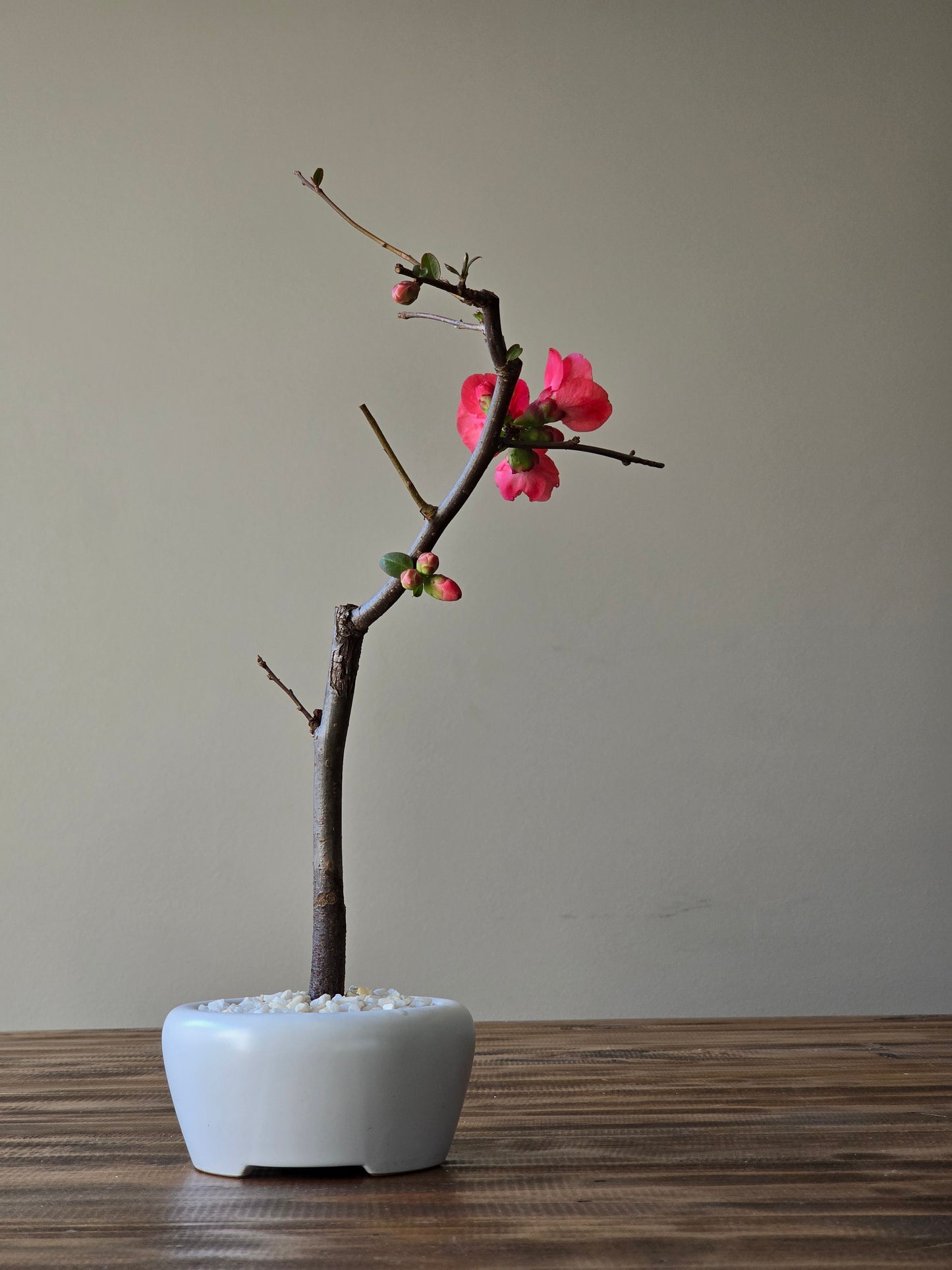 Quince Bonsai Starter