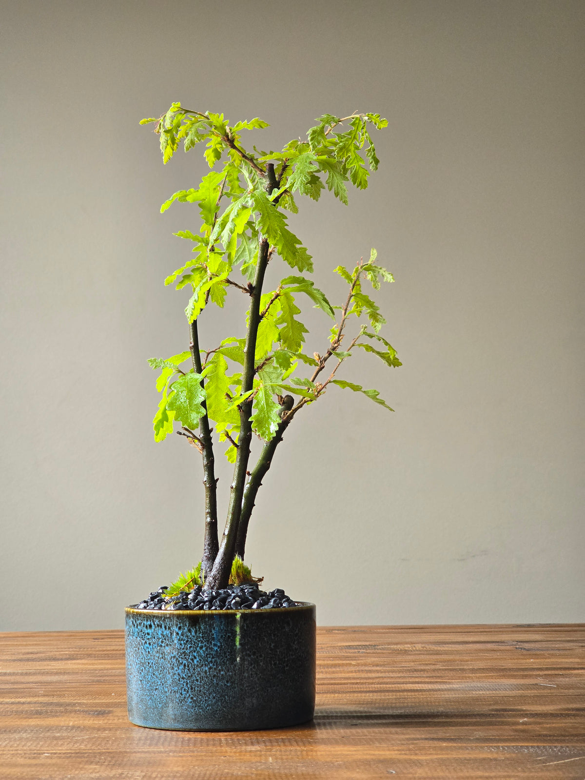 English Oak Bonsai