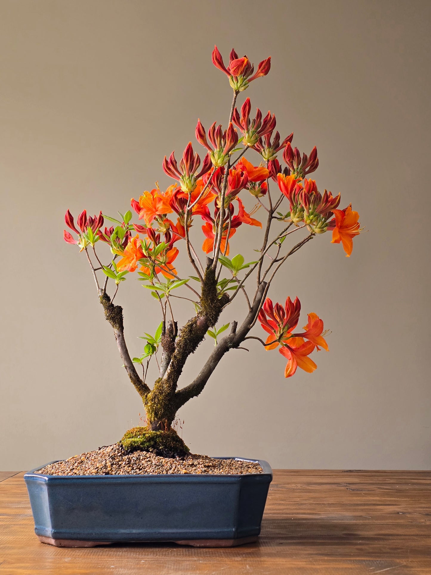 Large Azalea "GoldenEagle" (Pickup Only)