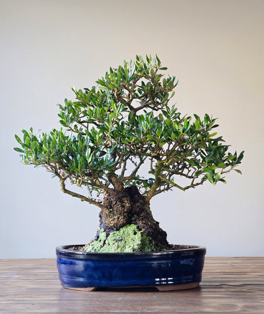 Olive Bonsai (Lay-by available)