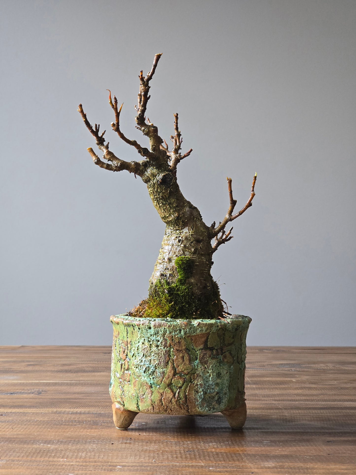 Ficus Rubiginosa (Port Jackson Fig)  Bonsai