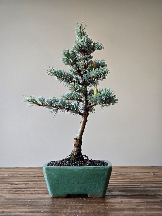 Large Atlantic Blue Cedar Bonsai