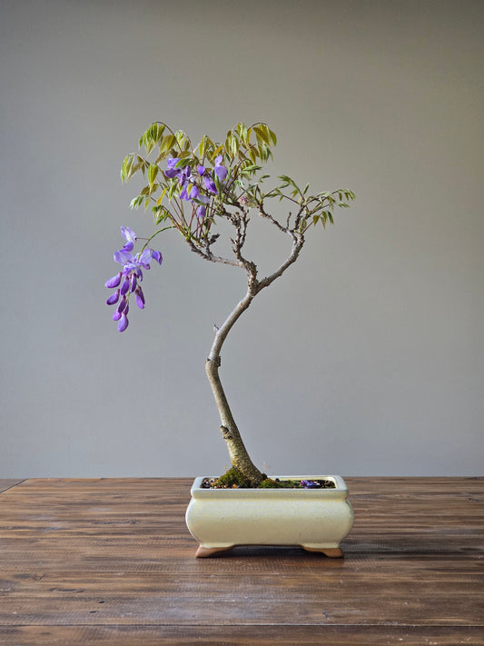 Wisteria Bonsai