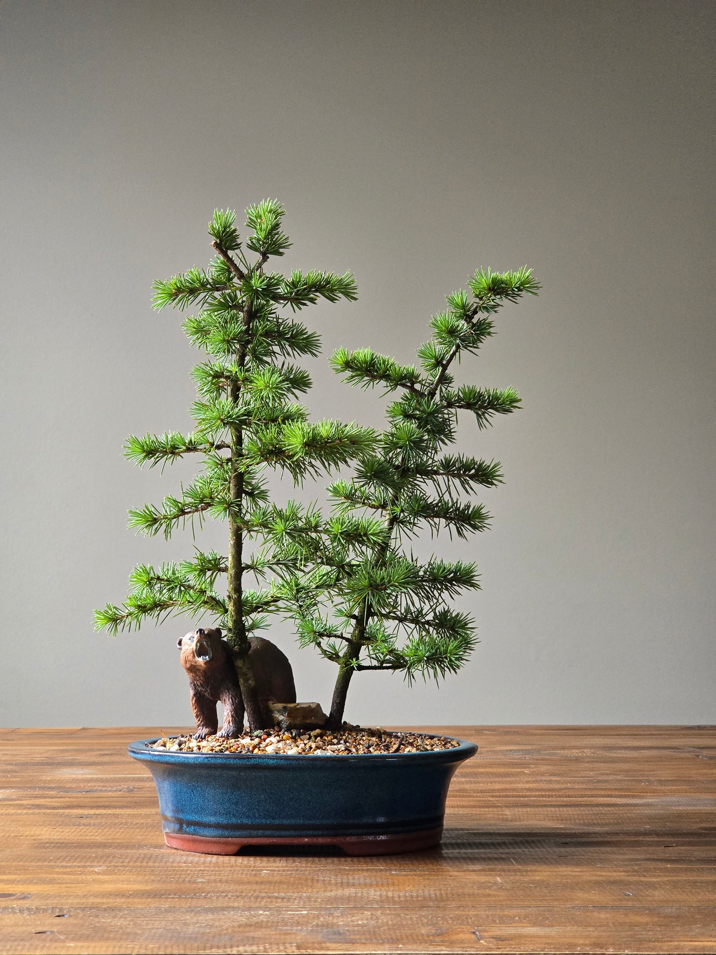 Cedar Bonsai with Bear figurine, Atlas Cedar