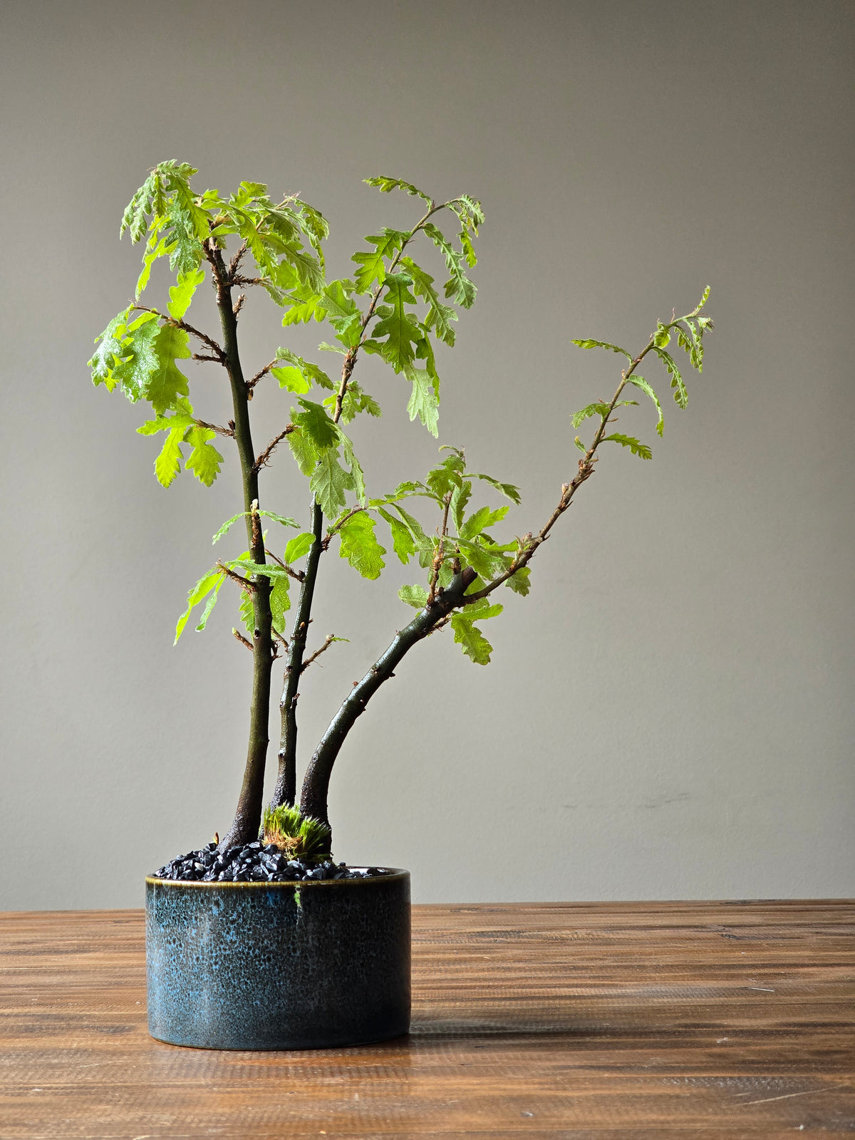 English Oak Bonsai