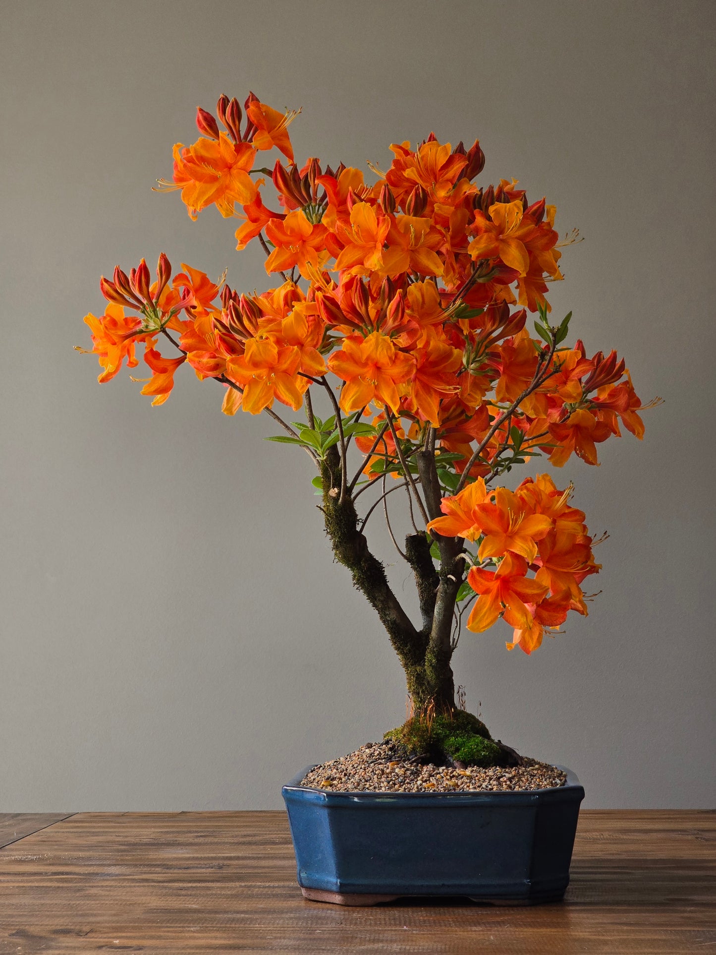 Large Azalea "GoldenEagle" (Pickup Only)