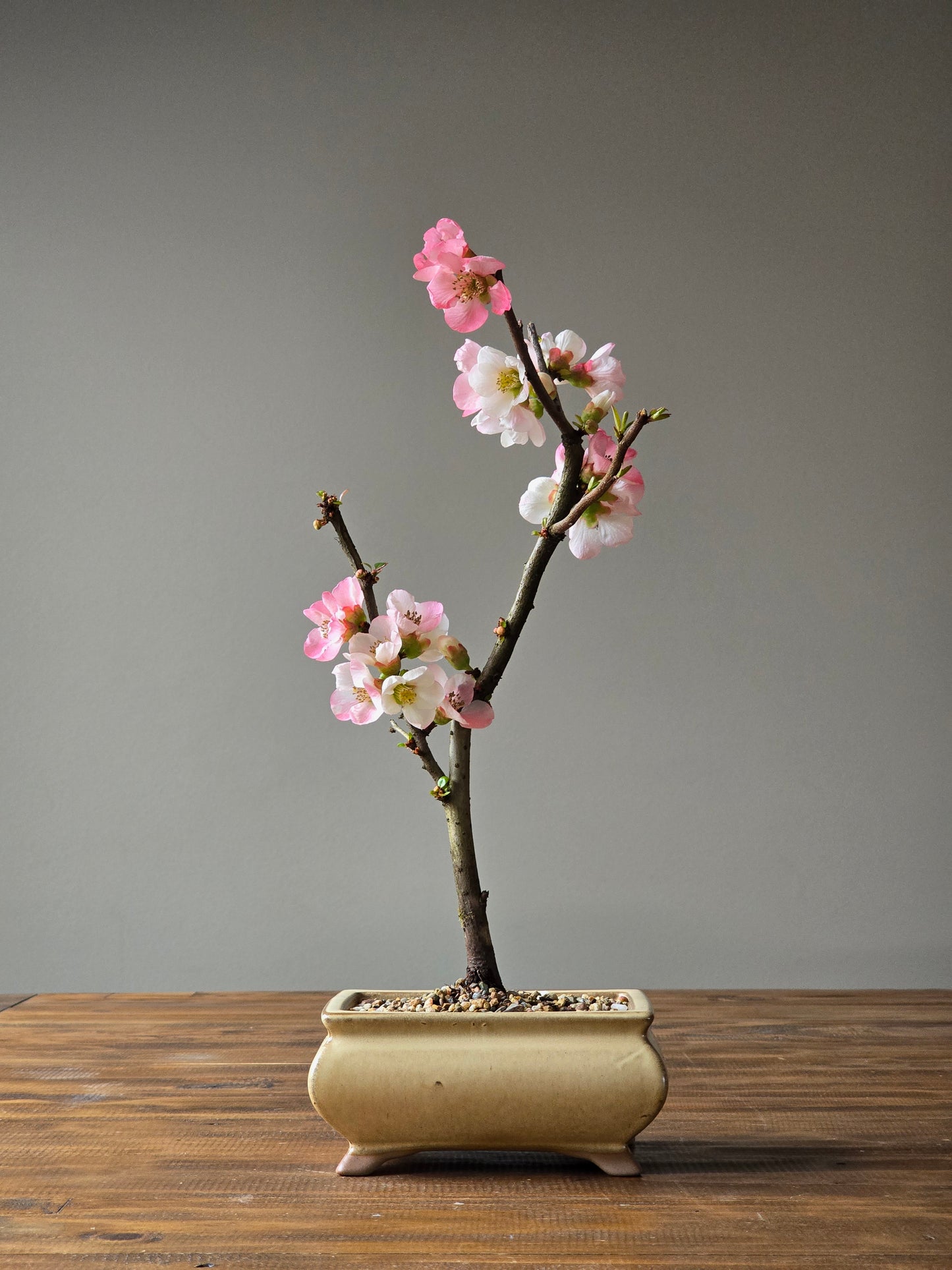 Quince Bonsai