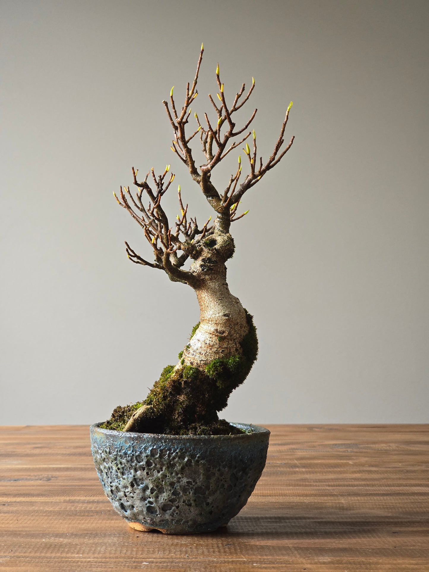 Advanced Ficus Rubiginosa (Port Jackson Fig) Bonsai in handmade pot