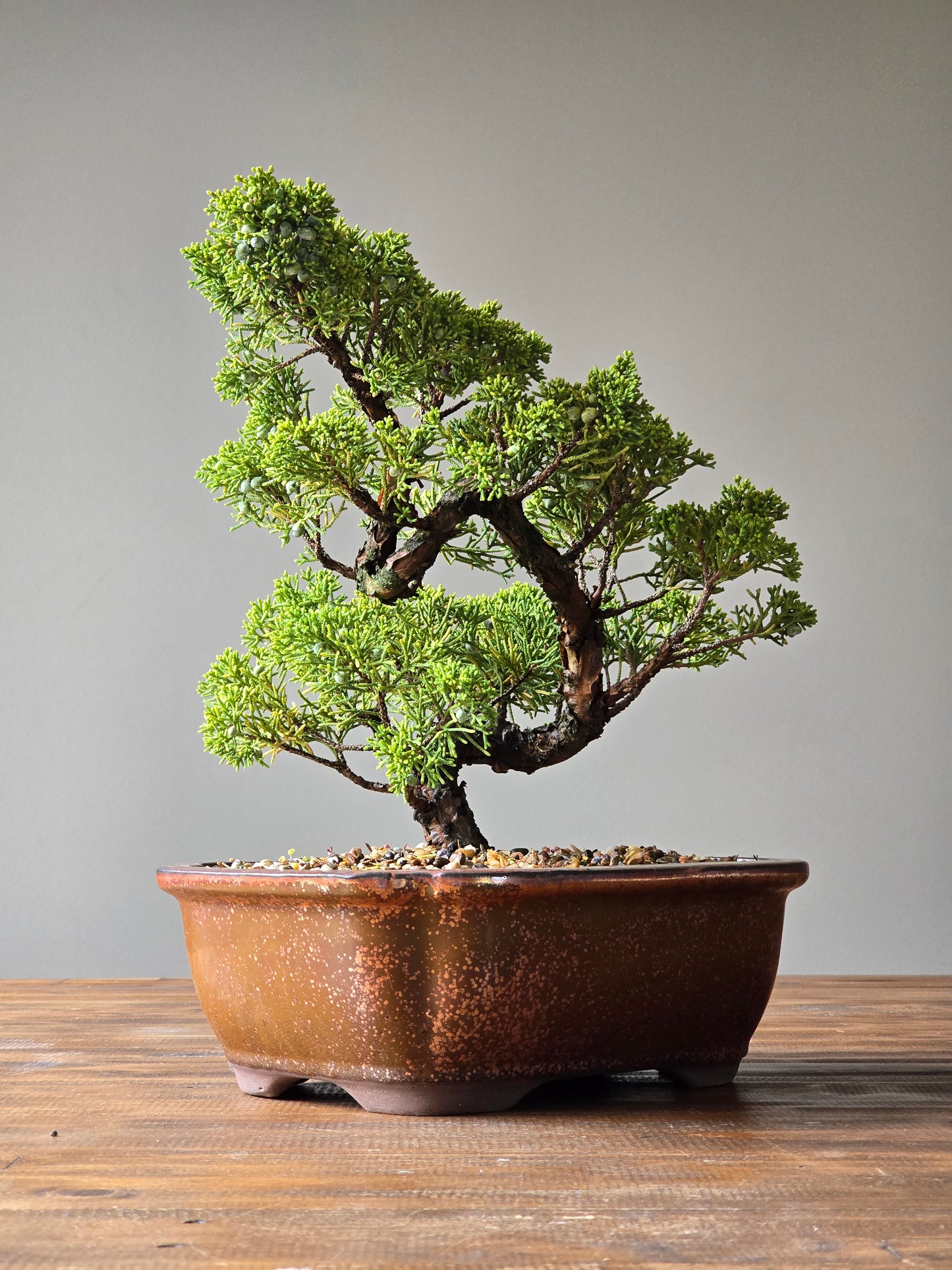 Advanced Shimpaku Juniper Bonsai