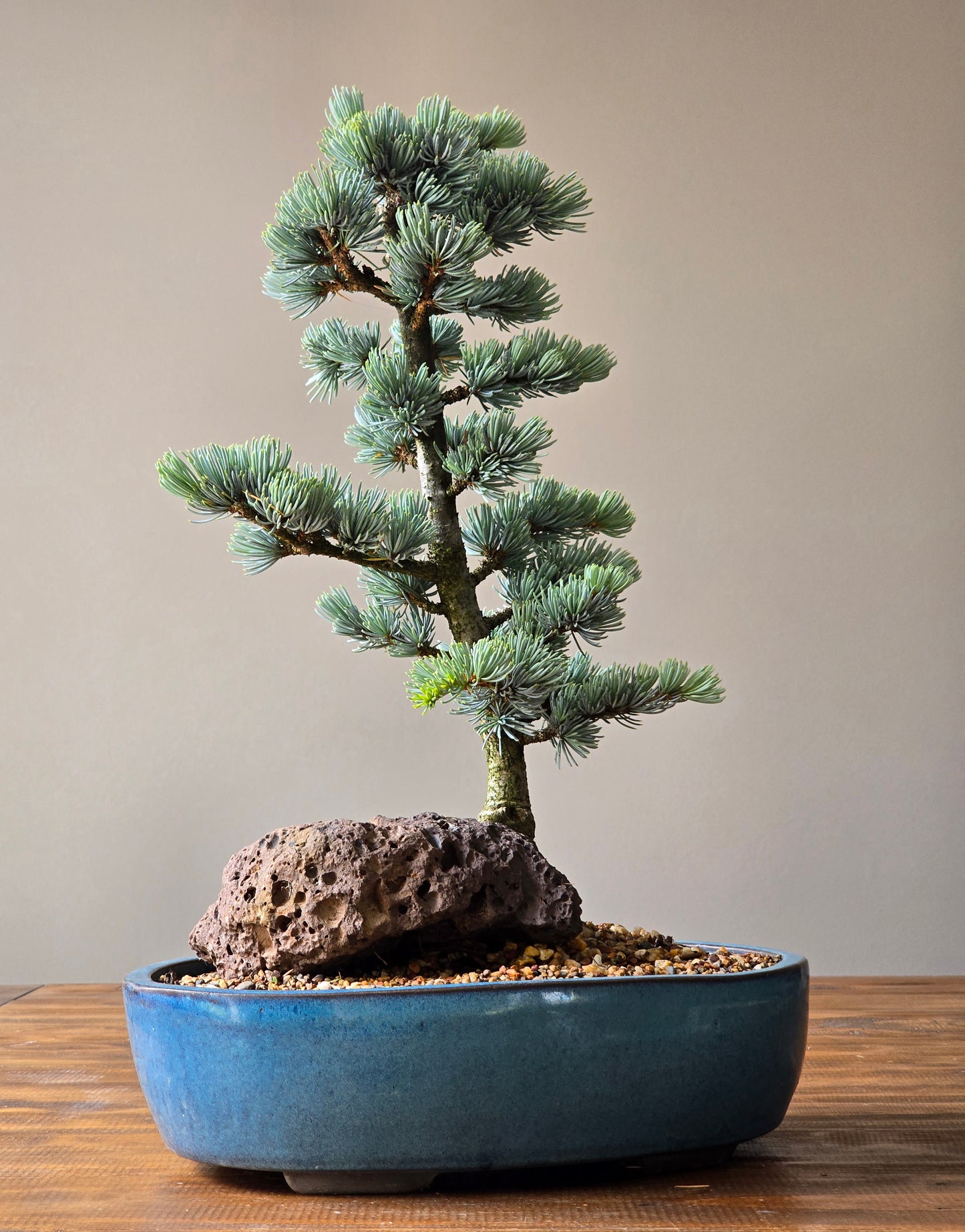 Large Atlantic Blue Cedar Bonsai (PICKUP ONLY)