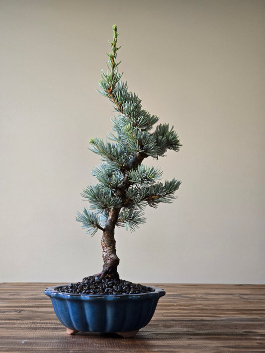 Atlantic Blue Cedar Bonsai #02