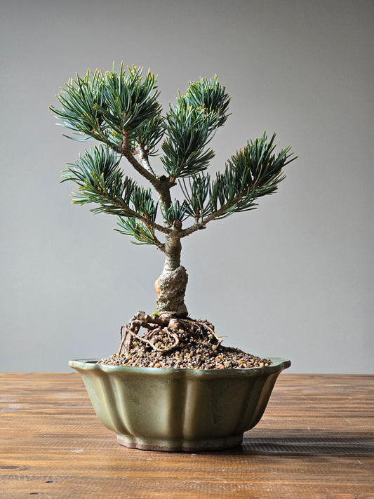 Japanese White Pine - FUKAI