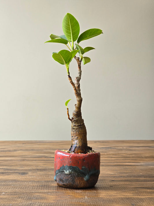 Mame Ficus Rubiginosa (Port Jackson Fig) Bonsai in handmade pot