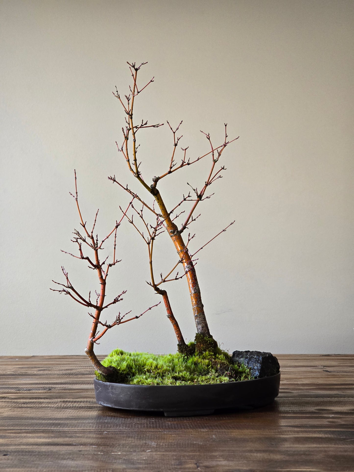 Japanese Maple Bonsai