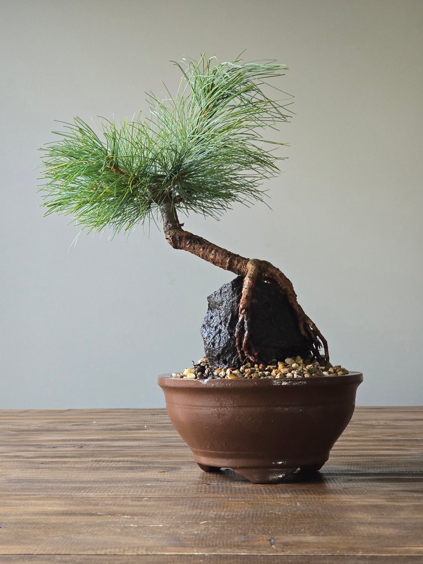 Eastern White Pine, Root-Over-Rock (Lay-by Available)