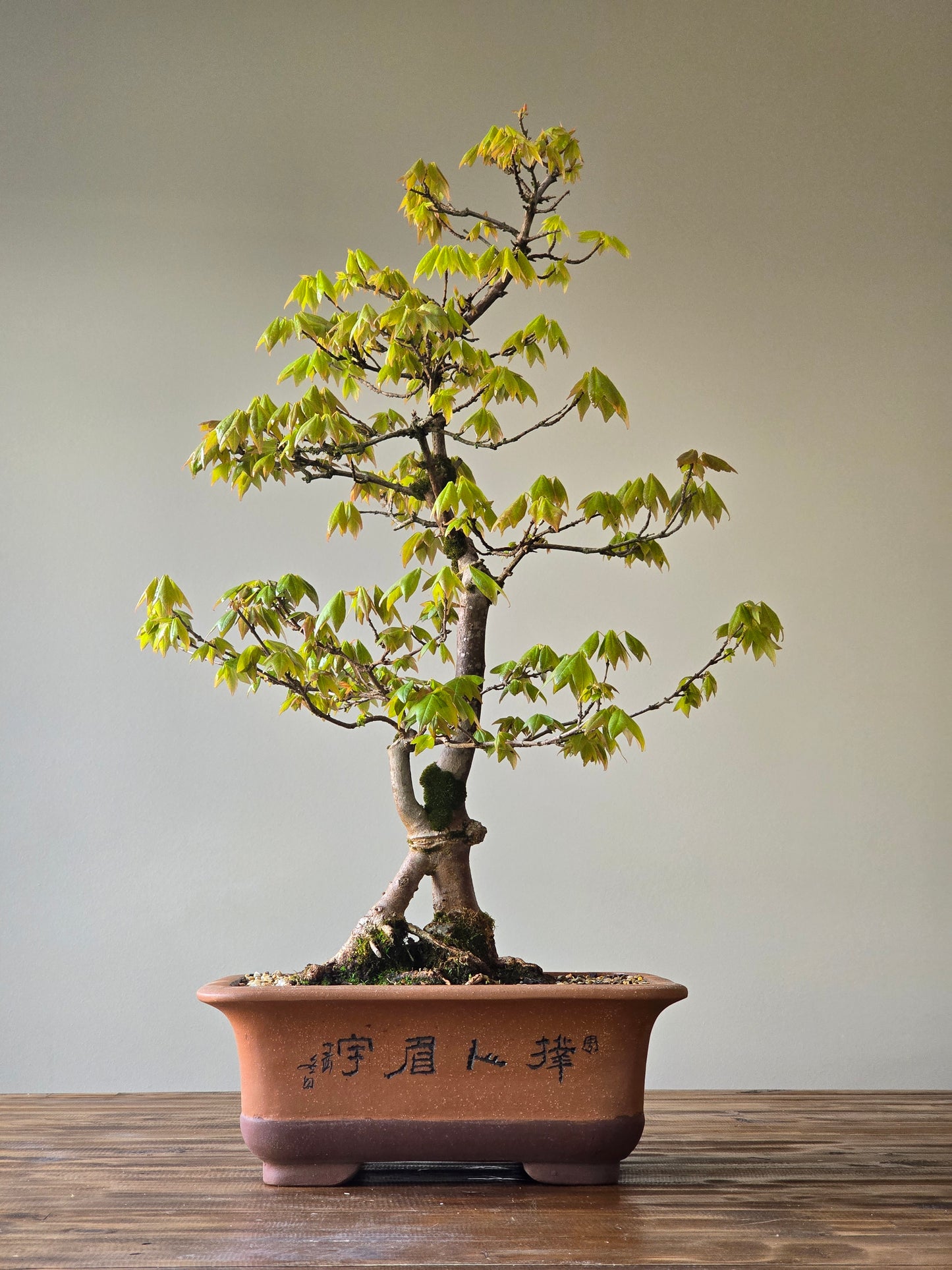 Large Trident Maple Bonsai (PICKUP ONLY)